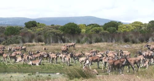 Eiland in einem Naturschutzgebiet in Südafrika