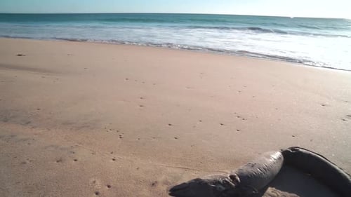 Dead fish in a beach
