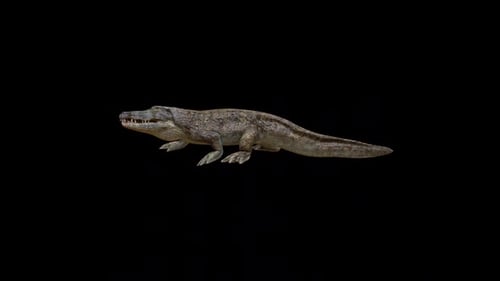 Boucle de randonnée pour crocodiles
