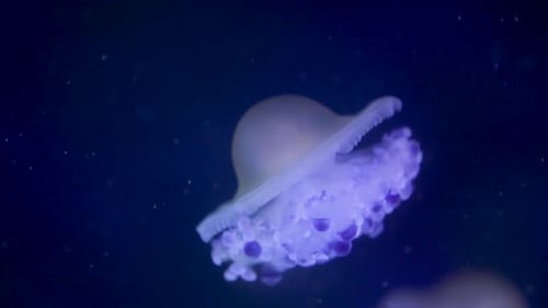 Jellyfish swimming in water in an aquarium
