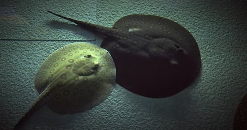 Shanghai China Mottled Freshwater Stingrays
