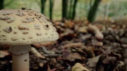 White Mushrooms In The Mountains Of Calabria Park