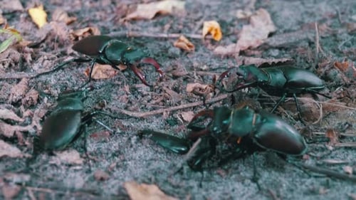 Stag Beetles Crawling on a Forest Floor