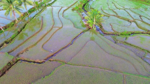 Beautiful morning view indonesia Panorama Landscape paddy fields with beauty color and sky natural