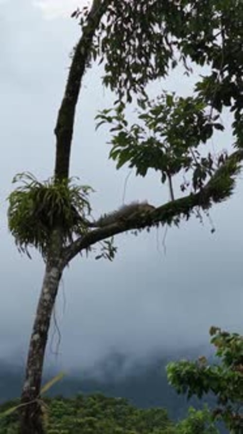 Iguane vert posé sur une branche d'arbre au Costa Rica Vertical