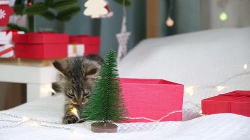 Playful Kitten Interacts with Christmas Decorations
