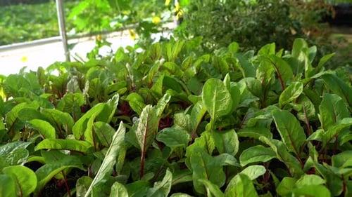 Les plants de légumes en croissance se trouvent dans une serre.