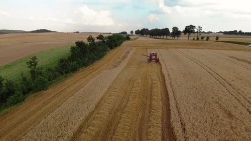 Aerial View Of Combine Harvester Gathers The Golden Wheat Crop On Farmland In 4K. Harvest in the fie