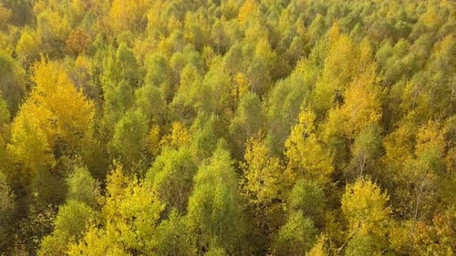 Autumn Forest with Bright Orange and Yellow Leaves Dense Woods in Sunny Fall Weather
