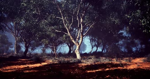 Eucalyptus Forest with Foggy Atmosphere and Red Soil
