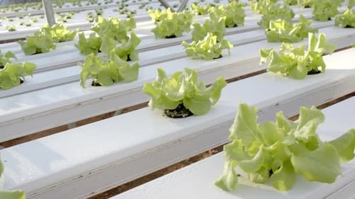Growing lettuce in hydroponic farm, young plants thriving in greenhouse, copy space