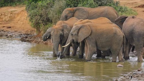 Afrikanische Elefanten trinken Wasser, Südafrika