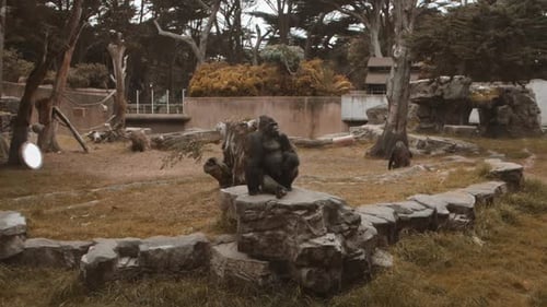 Gorilla sitting on a rock in slow motion.