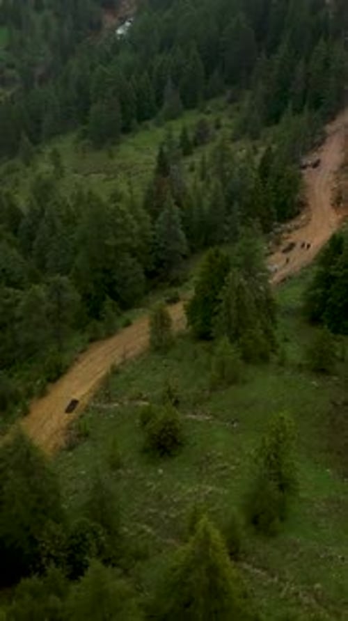 Vertical Video Rainy Forest Secrets Unveiled Aerial Glimpse of Nature's Drama