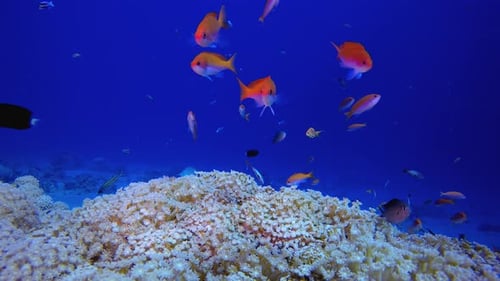 Reef Coral Scene