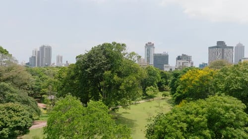 Aerial Ascending Footage of Trees and Green Vegetation in Public Park Revealing Cityscape with High