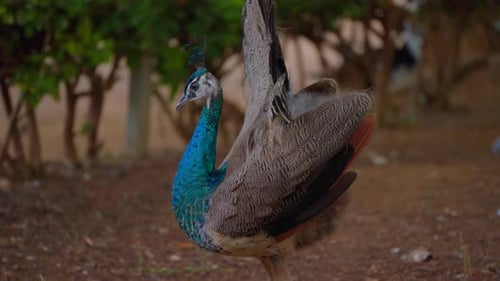 Striking Peacock Standing in Natural Environment
