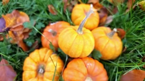 Lots of miniature orange pumpkins piled on grassy garden lawn surrounded by colourful autumn leaves