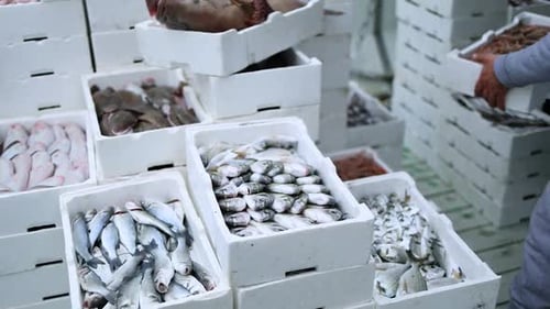 Lots of styrofoam crates full of frozen fish stacked and ready for market