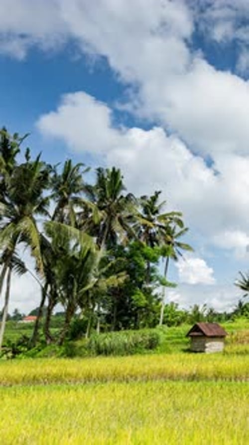 Vertical Video of Tropical Rice Field and Palms