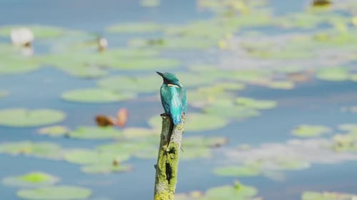 Vue au ralenti du martin-pêcheur en Frise, aux Pays-Bas, perché au-dessus d'un étang avec des nénuphars en arrière-plan