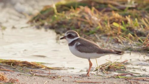 plover shorebird running along sand at beach shore as wave approaches in slow motion