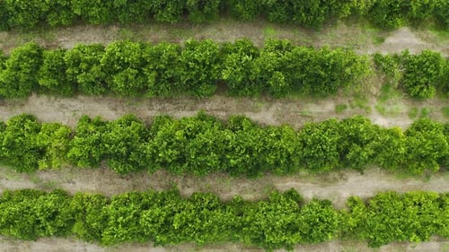 4k drone footage of rows of plants on a farm
