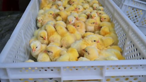 Beautiful fluffy little chicks. Many newborn yellow chickens in a plastic drawer on a poultry farm.