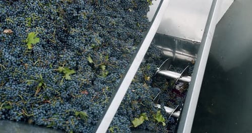 Squeeze The Grape With The Press. Red grapes in the grape crusher machine.