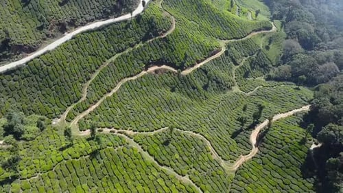 Champs de thé en Inde, Kerala