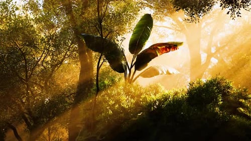 Sunlight Filters Through Trees Illuminating Tropical Leaves in the Forest