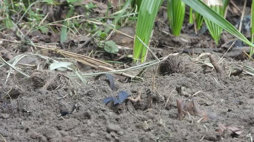 Zwei Vögel spielen auf dem Boden - graben ein Loch.