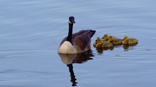 A tender slow-motion sequence of goslings swimming, playing, and foraging by adult birds.