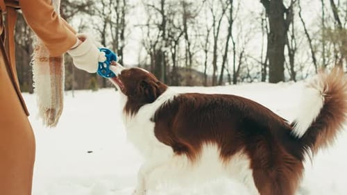 Woman Owner Playing with a Border Collie Dog Closeup Dog Collie is Playing and Biting the Ball Among