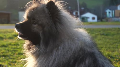 a happy and beautiful keeshond dog is sitting on a green meadow and visible breath comes out of his