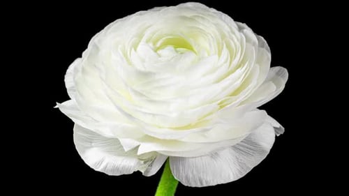 Close Up of a Beautiful White Flower Blooming