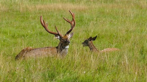 Deer Resting in Grassy Field