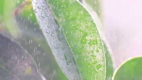Water Droplets Falling on Green Leaves