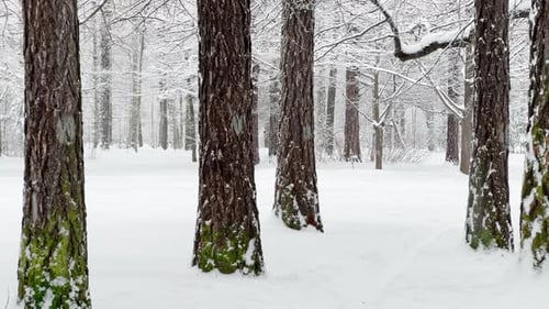 A Snowstorm in a Winter Public Park It is Snowing Heavily Snowflakes are Slowly Falling Tree