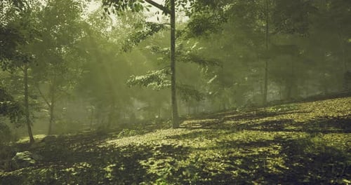 Morning Sunlight Filters Through Trees in a Lush Forest