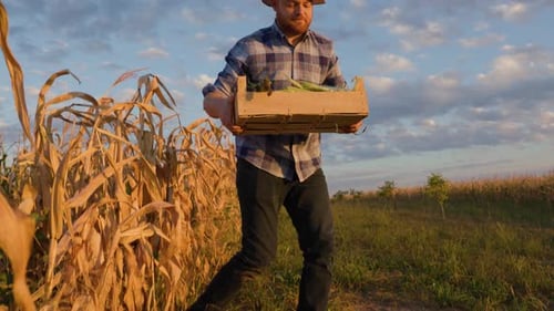 Front View Young Man Farmer Stands in Corn Field and Picks Up Box of Crops Male Happy