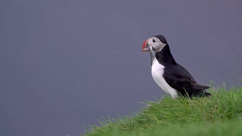 Un adorable macareux mignon au ralenti se tient debout au bord d'une falaise herbeuse et regarde un poisson suspendu dans la bouche