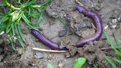 Regenwurm kriecht auf der Erde Arten von Landwürmern Phylum Annelida