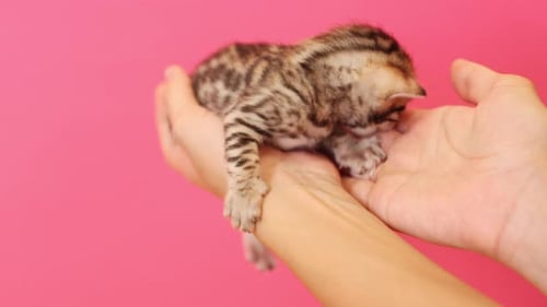 Nahaufnahme neugeborener Haustierhände eines Besitzers, der ein Kätzchen hält, eine kaukasische Frau mit netter Toyger-Katze
