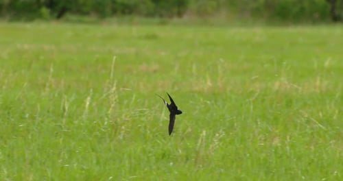 Barn Swallow Or Hirundo Rustica Also Called Martin Barn Swallow Gracefully Soars Over Green Meadow