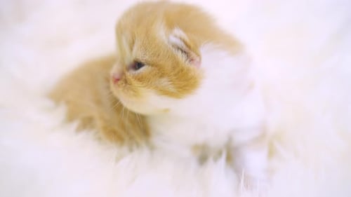 Adorable Newborn Kitten Resting Comfortably