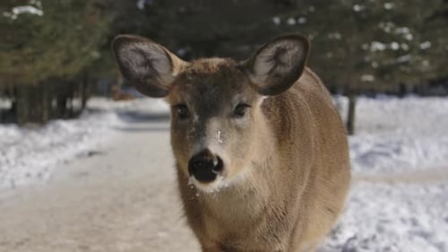 Deer Standing in the Snow, Close-Up View