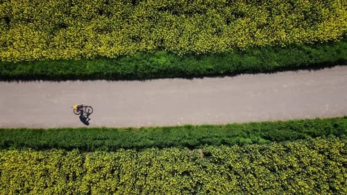 Cyclist Riding Bicycle on Countryside Road Near Rapeseed Fields