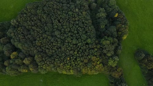 Luftaufnahme von Laub- und Nadelbaumwipfeln inmitten der Landschaft.