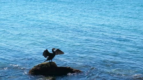 Grand cormoran noir